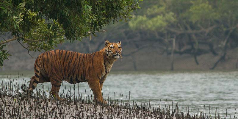 Sundarbans Weekend Getaway